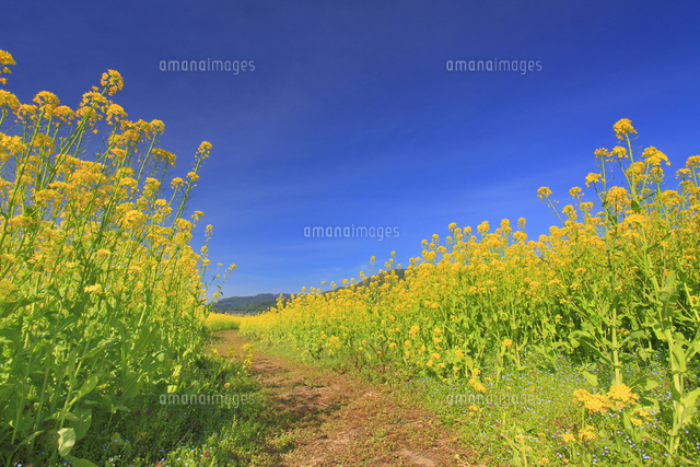 菜の花畑と道 の写真素材 イラスト素材 アマナイメージズ