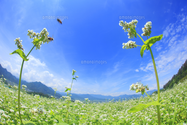 花咲く蕎麦畑とミツバチと独鈷山と青木三山 魚眼レンズ の写真素材 イラスト素材 アマナイメージズ