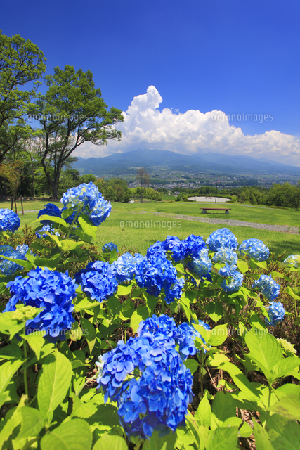 あじさいと広場と烏帽子岳と浅間山と入道雲 の写真素材 イラスト素材 アマナイメージズ あじさいと広場と烏帽子岳と浅間山と入道雲 の写真素材 イラスト素材 アマナイメージズ