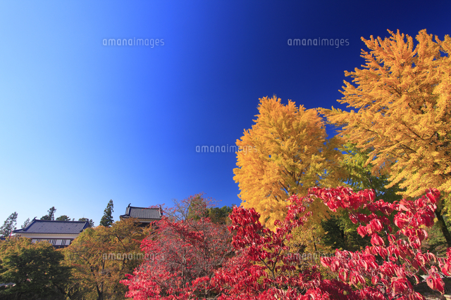 イチョウとハナミズキの紅葉と上田城の北櫓 の写真素材 イラスト素材 アマナイメージズ