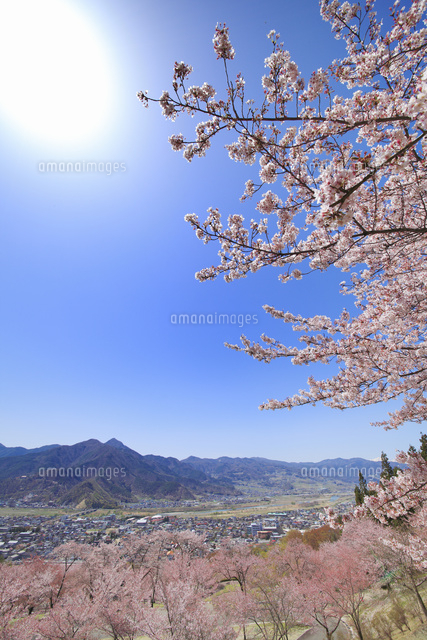 戸倉宿キティパークの桜と冠着山 の写真素材 イラスト素材 アマナイメージズ