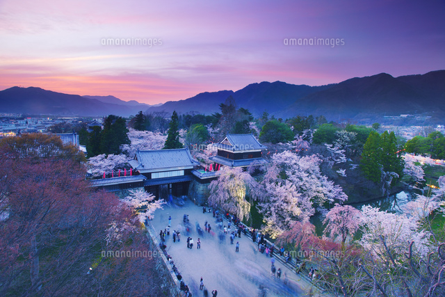 桜咲く上田城と夕焼け[10247020079]の写真・イラスト素材｜アマナ