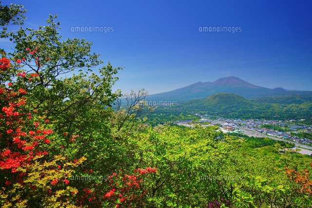 矢ヶ崎山から望む浅間山と軽井沢市街とツツジ[10247020712]の写真