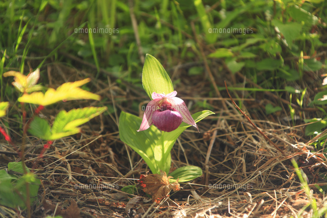 アツモリソウ値段 山野草 斑入り濃色礼文 アツモリソウ 花 芽株 山野草