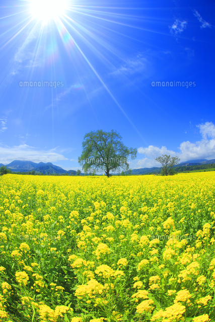 菜の花 菜の花畑と木立と太陽の光芒と高社山と斑尾山[10247023142]の