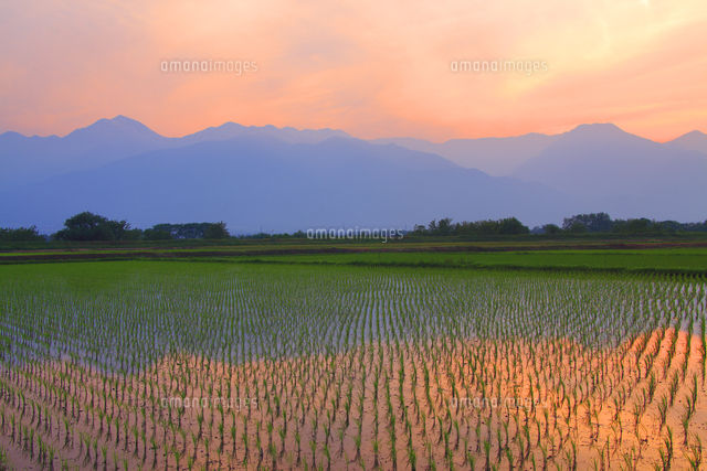安曇野の水田と常念岳と有明山など北アルプスと夕焼け[10247023284]の