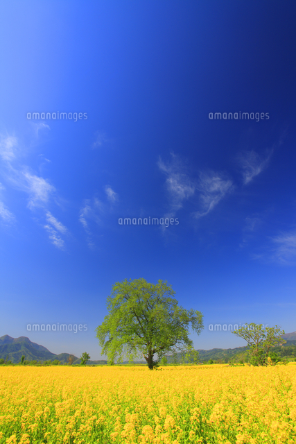 菜の花畑と木立と高社山 の写真素材 イラスト素材 アマナイメージズ