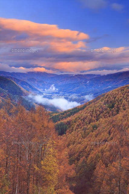 朝焼けの分杭峠から望む高遠方向の山並みと紅葉のカラマツ林