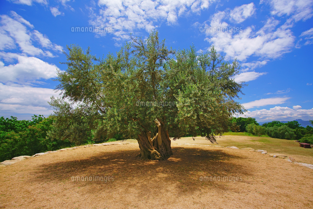 樹齢千年のオリーブ大樹 の写真素材 イラスト素材 アマナイメージズ