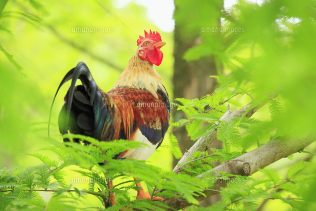 木の上のニワトリの雄鶏[10247026263]の写真・イラスト素材｜アマナ