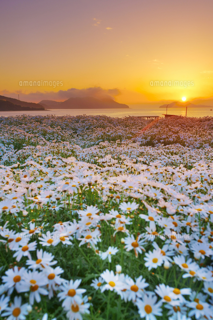 マーガレットの花畑と朝日[10247027035]の写真・イラスト素材｜アマナ