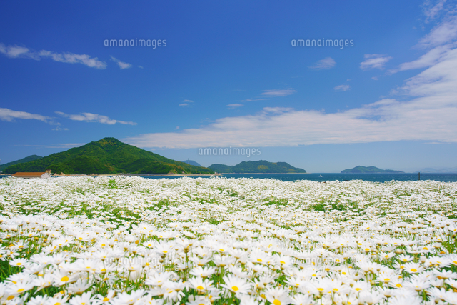 マーガレットの花畑と粟島の城山 の写真素材 イラスト素材 アマナイメージズ