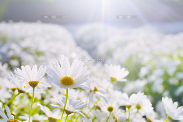 マーガレットの花畑と朝の光 の写真素材 イラスト素材 アマナイメージズ