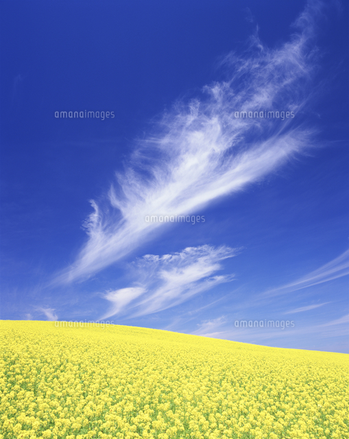菜の花畑 の写真素材 イラスト素材 アマナイメージズ