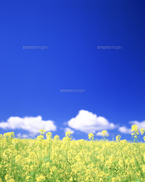 菜の花畑 の写真素材 イラスト素材 アマナイメージズ