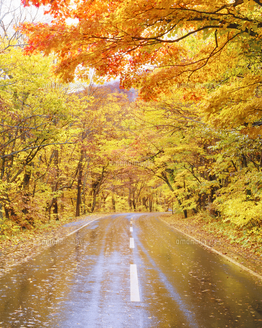 秋の林と雨の道路 の写真素材 イラスト素材 アマナイメージズ