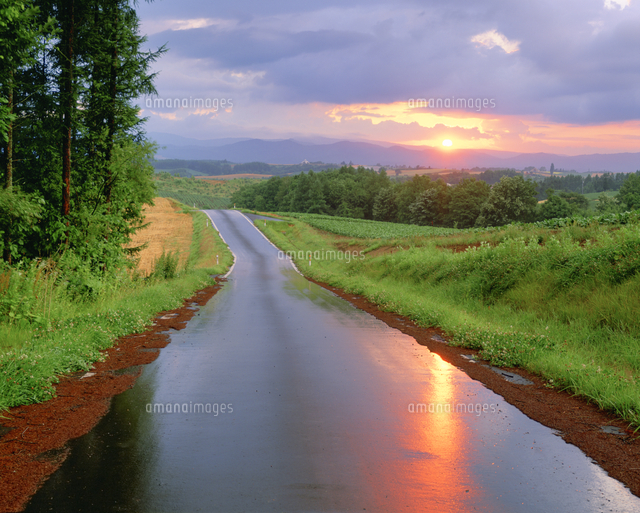 雨上がりの道路と夕日[10247029877]の写真・イラスト素材｜アマナ