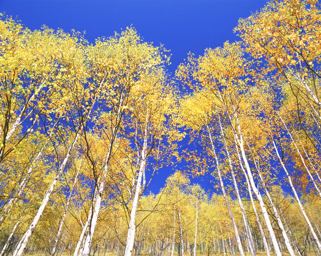 秋の白樺林[10247028587]の写真・イラスト素材｜アマナイメージズ