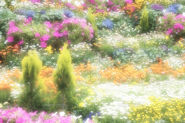 花壇[10247031122]の写真・イラスト素材｜アマナイメージズ