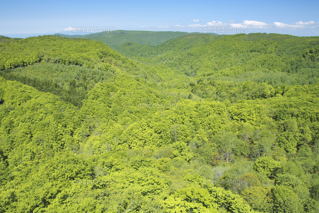 新緑のブナ林 の写真素材 イラスト素材 アマナイメージズ