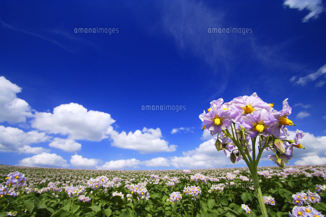 ジャガイモの花 男爵 の写真素材 イラスト素材 アマナイメージズ