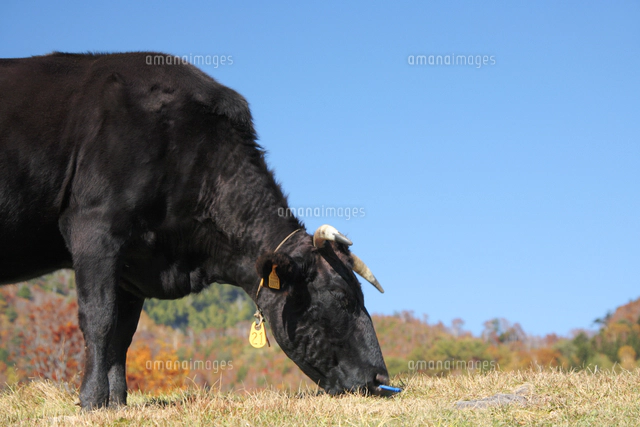 黒毛和牛[10247032317]の写真・イラスト素材｜アマナイメージズ