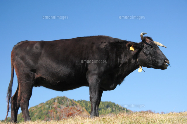 黒毛和牛[10247032313]の写真・イラスト素材｜アマナイメージズ