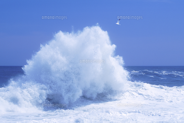 波しぶきとカモメ の写真素材 イラスト素材 アマナイメージズ