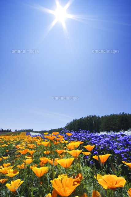 カリフォルニアポピーなど花畑と太陽 の写真素材 イラスト素材 アマナイメージズ