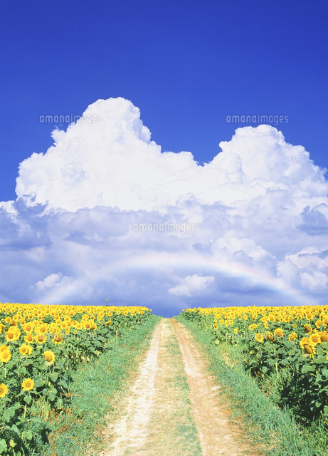 ひまわり畑と虹　油彩画　画像無し ひまわり畑と虹 油彩画 画像無し ひまわり畑と虹 油彩画 画像無し