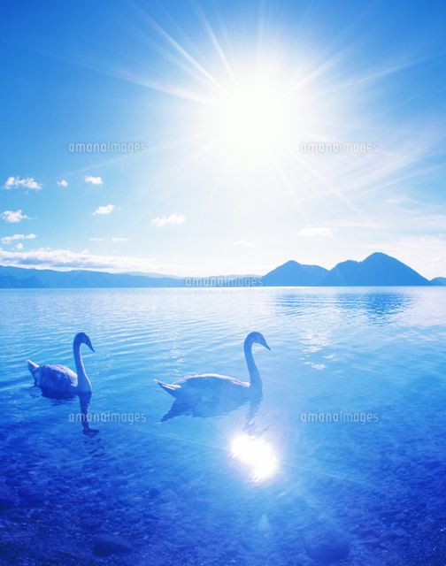 白鳥と洞爺湖[10247035662]の写真・イラスト素材｜アマナイメージズ