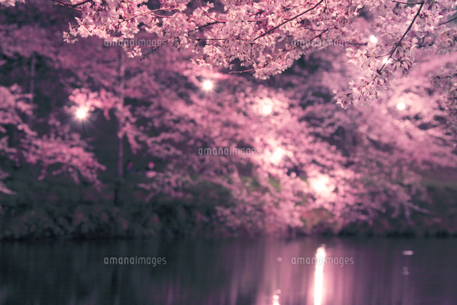 夜のソメイヨシノと水面 の写真素材 イラスト素材 アマナイメージズ