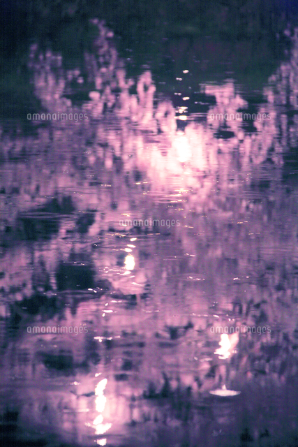 夜のソメイヨシノと雨の波紋 の写真素材 イラスト素材 アマナイメージズ