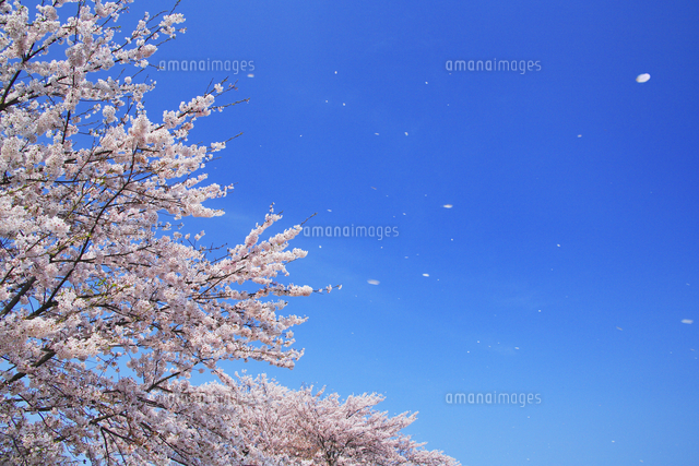 ソメイヨシノの桜吹雪[10247036841]の写真・イラスト素材｜アマナ