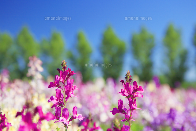 ヒメキンギョソウとポプラ並木 の写真素材 イラスト素材 アマナイメージズ