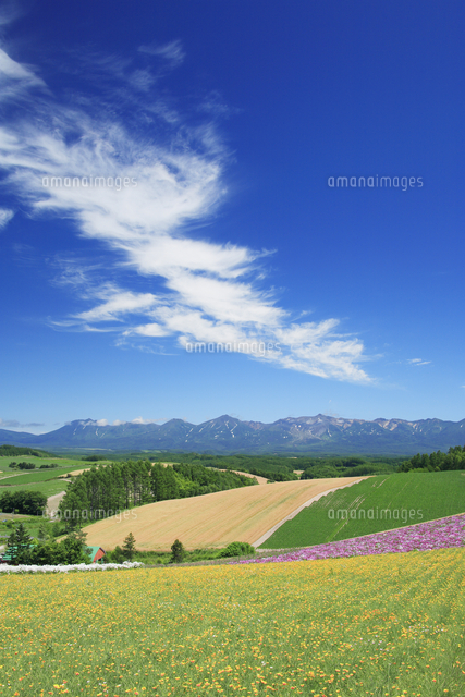カリフォルニアポピーの花畑と十勝連峰 の写真素材 イラスト素材 アマナイメージズ