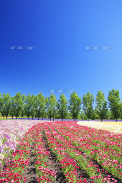 カリフォルニアポピーの花畑とポプラ並木 の写真素材 イラスト素材 アマナイメージズ
