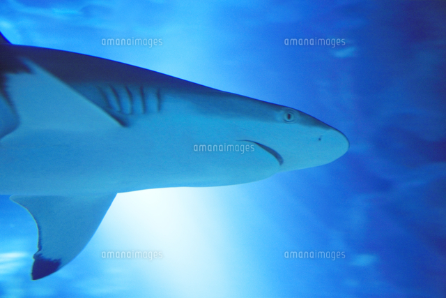 サメと光芒 の写真素材 イラスト素材 アマナイメージズ