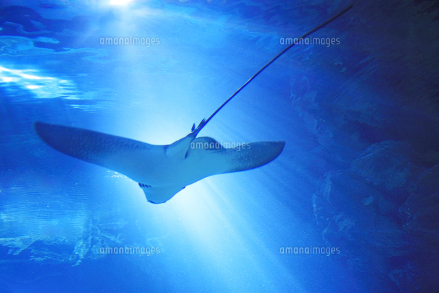 エイと光芒 の写真素材 イラスト素材 アマナイメージズ