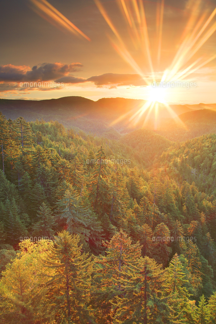 朝日と山並みと樹林帯 北見富士方向 の写真素材 イラスト素材 アマナイメージズ