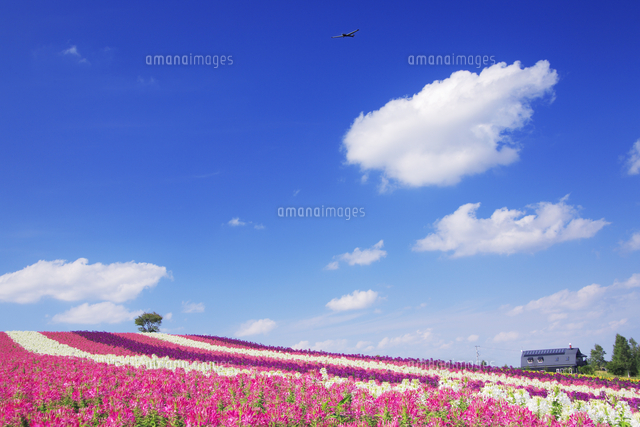 クレオメの花畑とハートの木と飛行機 の写真素材 イラスト素材 アマナイメージズ