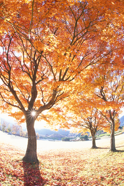 紅葉のモミジと木漏れ日[10247039739]の写真・イラスト素材｜アマナ