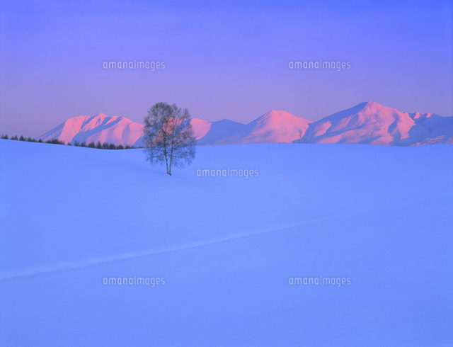 雪原と十勝連峰夕景 2月 美瑛町 北海道[10247040006]の写真・イラスト