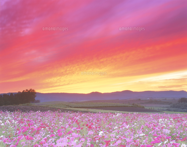 コスモス畑夕景 美瑛町 の写真素材 イラスト素材 アマナイメージズ