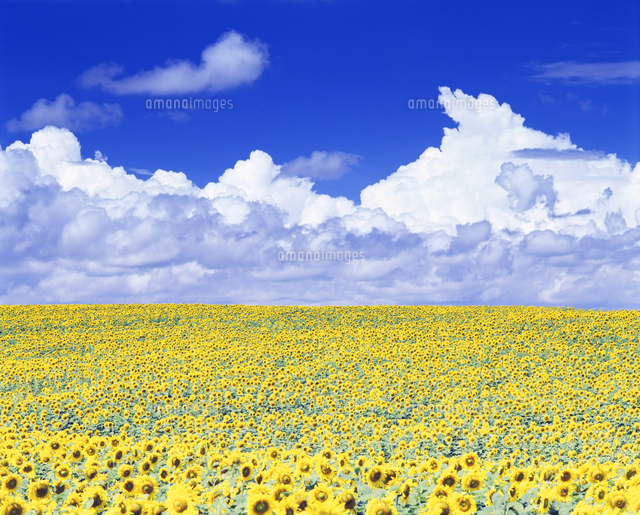 ひまわり畑と入道雲 の写真素材 イラスト素材 アマナイメージズ ひまわり畑と入道雲 の写真素材 イラスト素材 アマナイメージズ