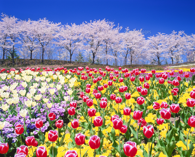 花 風景 （I） 桜とチューリップ みちのく杜の湖畔公園[10247042677]の写真・イラスト