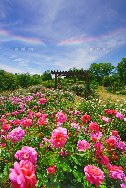 クリストファーマーロウなどのバラと環水平アーク の写真素材 イラスト素材 アマナイメージズ