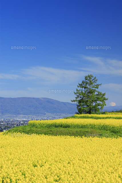 菜の花の段々畑と木立と安曇野盆地と高ボッチ山などの山並み の写真素材 イラスト素材 アマナイメージズ