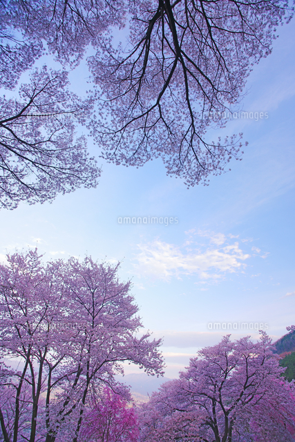 朝の戸倉宿キティパークの桜 の写真素材 イラスト素材 アマナイメージズ