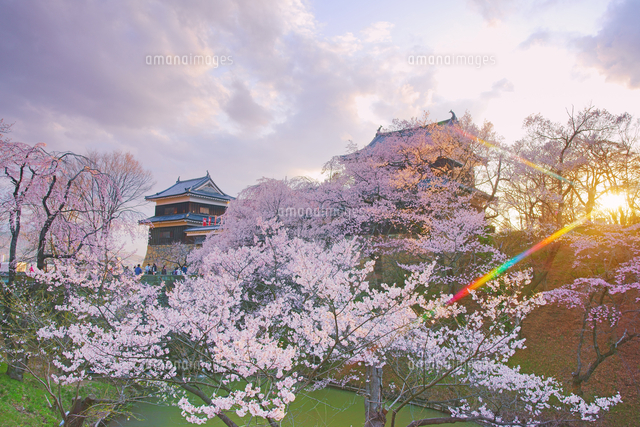 上田城千本桜と夕日の木もれ日と本丸堀[10247043109]の写真・イラスト